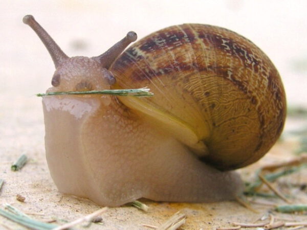 snail